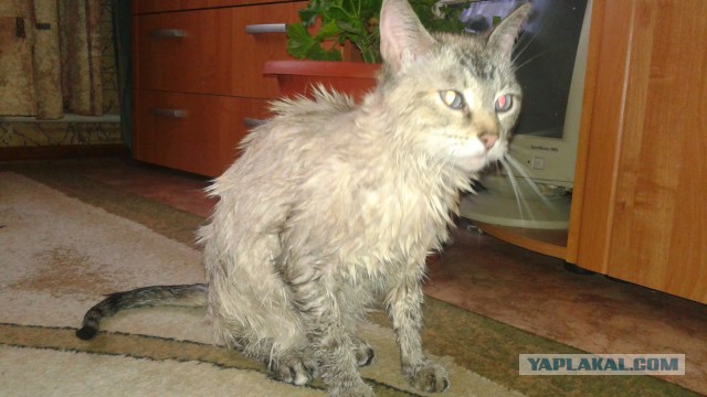 Котовторник 30.09.2014