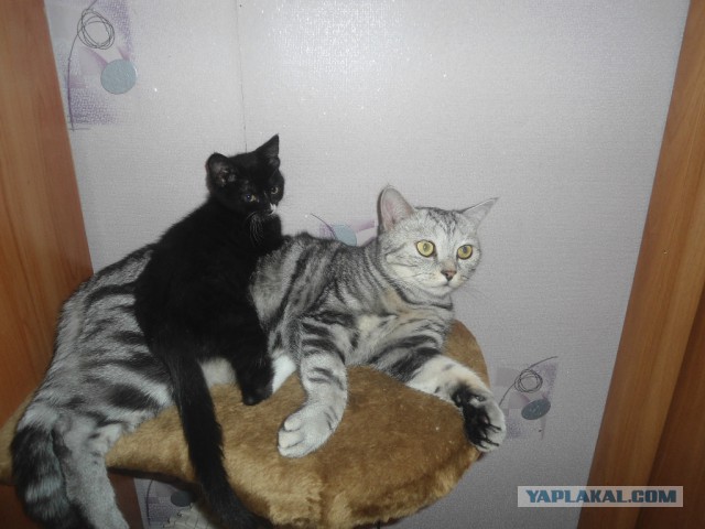 Котовторник 9.12.2014