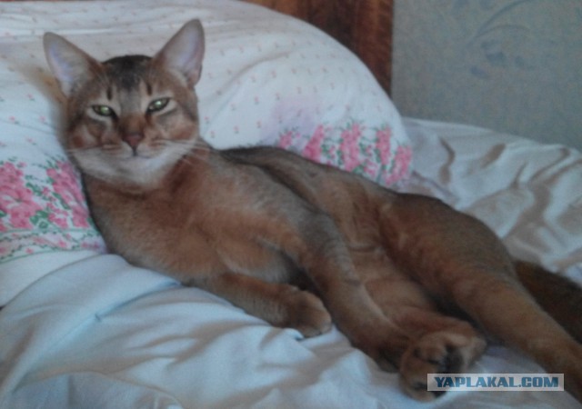 Котовторник 24.03.2015