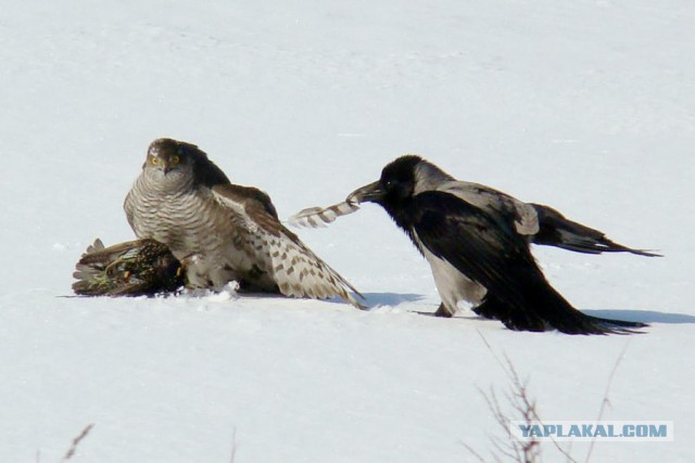 Наглые пернатые морды