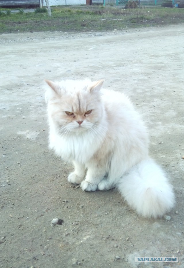 Котовторник 12.05.2015