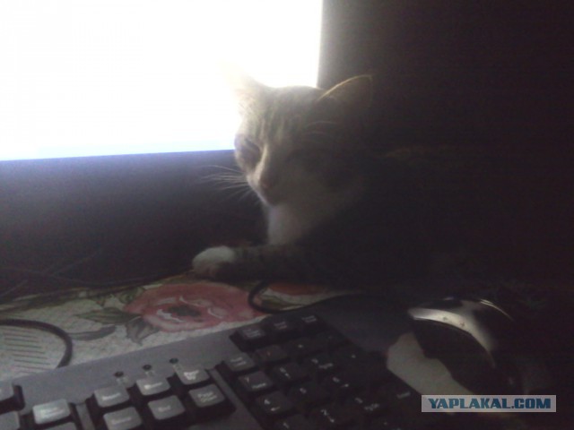 Котовторник 25.08.2015
