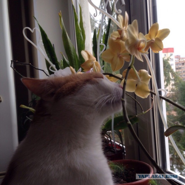 Котовторник