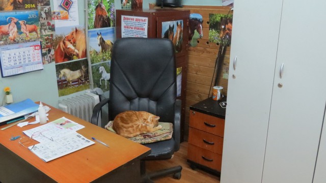 Котовторник 15-09-2015 !