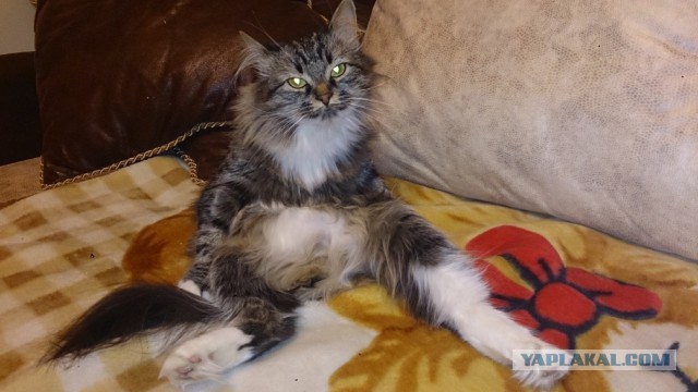 Котовторник наступил!:)