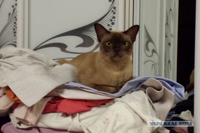 Котовторник наступил!:)