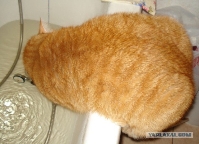 Любитель ванн