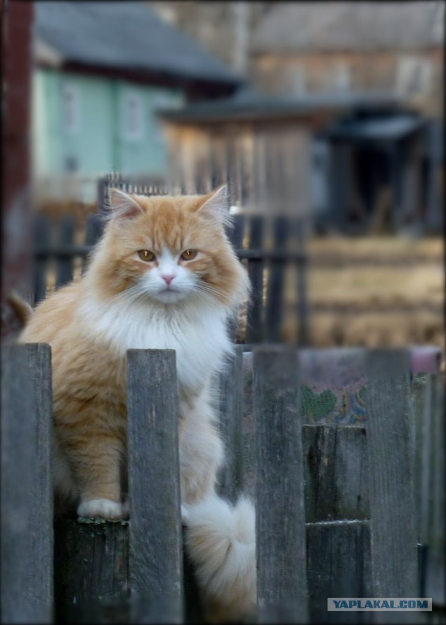 Удивление по-кошачьи