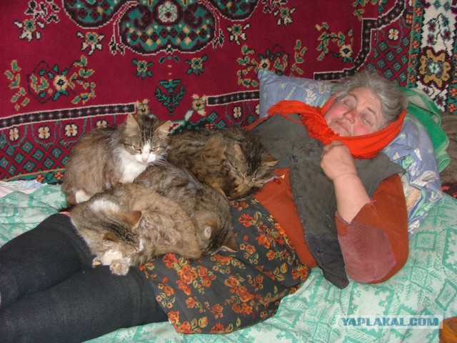 Котовторник 15.03