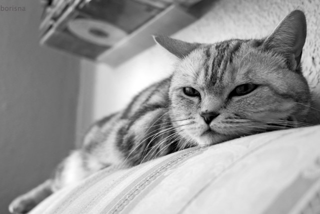 Коты, кошки, котята