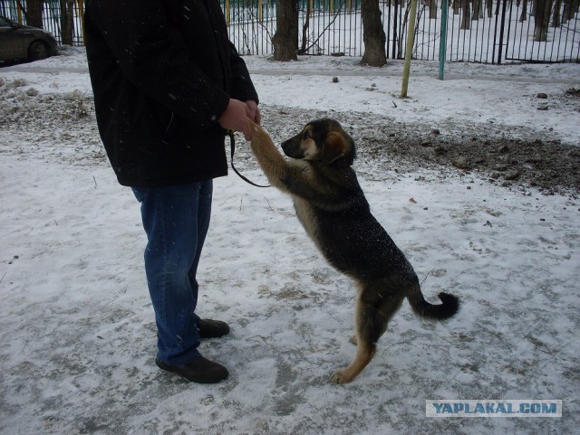 Посоны, я завёл себе друга