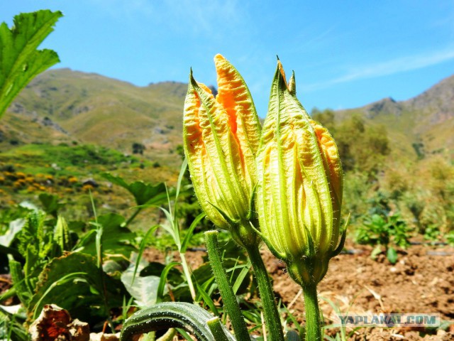 Готовят наши дети и мы готовим для детей.