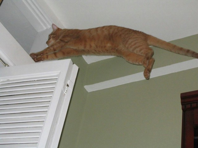 Летающий котовторник на ЯПлакалъ! (38 котов)