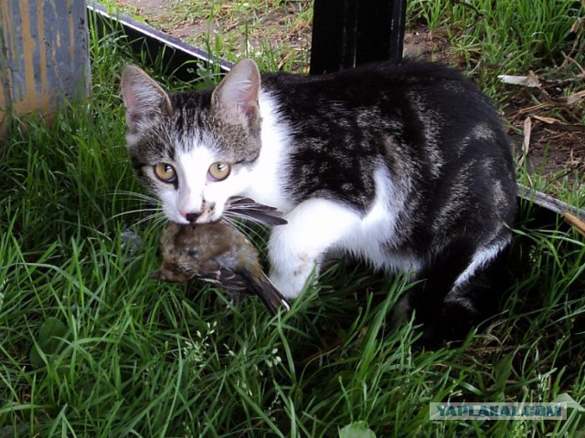 Коты из сети
