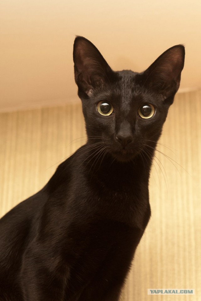 Кот грузинский