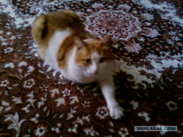 Котовторник 28.02.2017