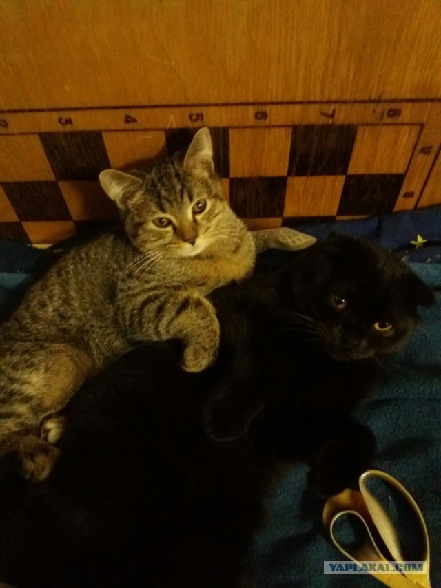 Завёл себе КОТэ с фарами