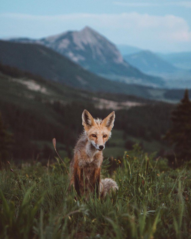 Самые смешные животные