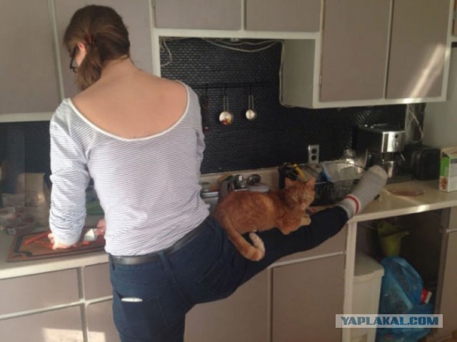 День трудящихся котов