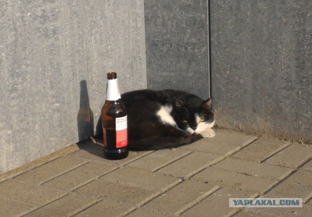 Котовторник 30.05.2017