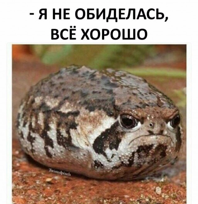 Подборка забавных животных