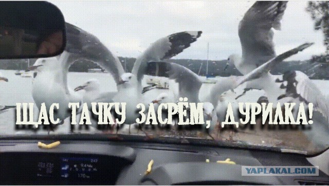 Специфический юмор