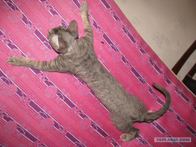 Котовторник 4.01.2011 - первый котовторник года