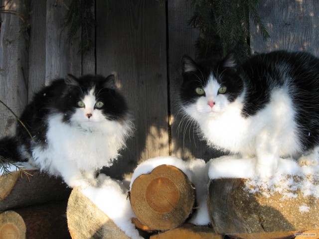 Котовторник так котовторник!