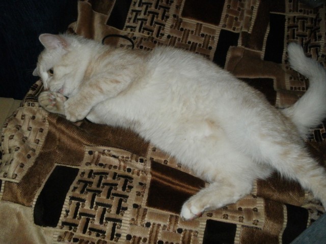 Котовторник 1.11.11