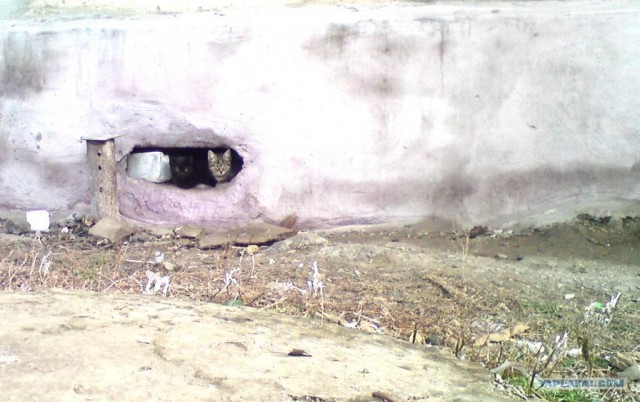Котовторник (24. 01. 2012 )