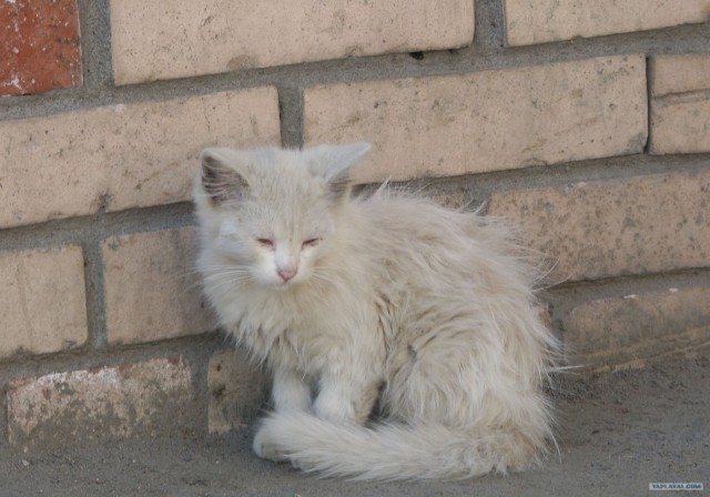 Котовторник 24.04.2012