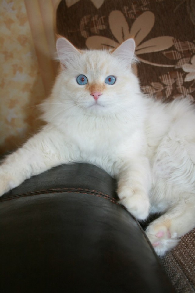 Котовторник  4.09.12