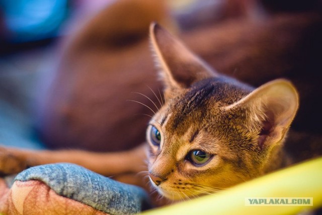 Новогодний Котовторник 01.01.2013