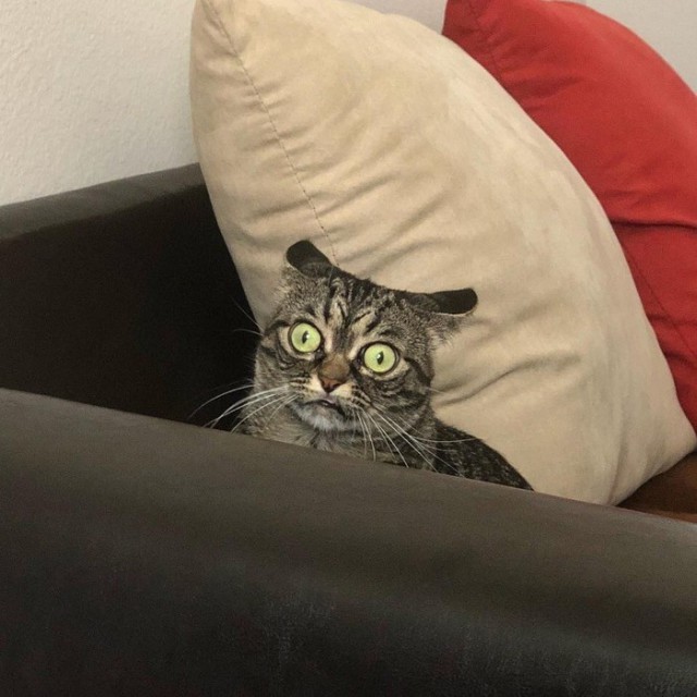 Скотсети и прочие интернеты 04.03.19