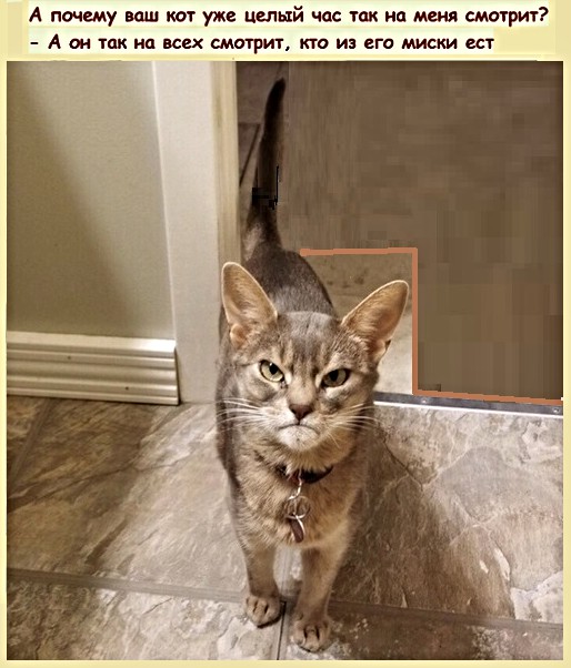Анекдоты, истории и картинки с надписями