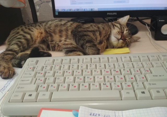 Котовторник 17.11.20
