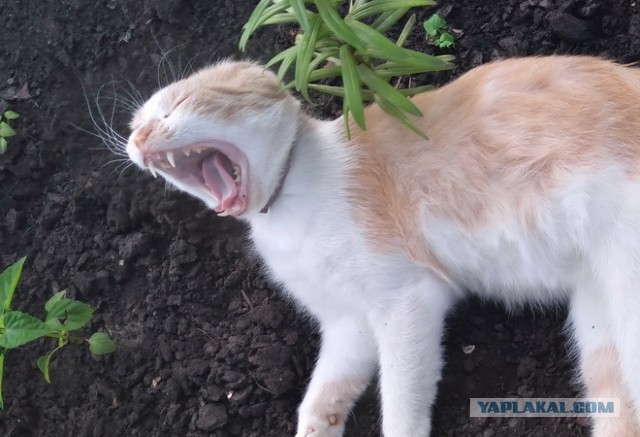 Мои личные котейки к котовторнику!
