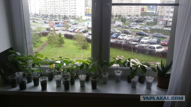 Муж и жена высадили 2,5 млн деревьев на месте бывшей вырубки и открыли частный заповедник