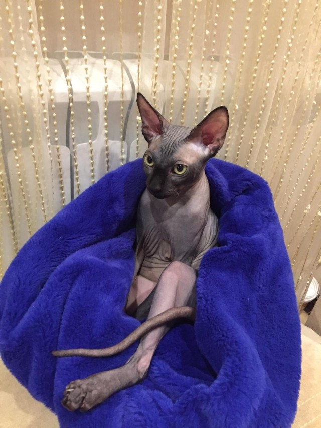 Котовторник 28.09.21