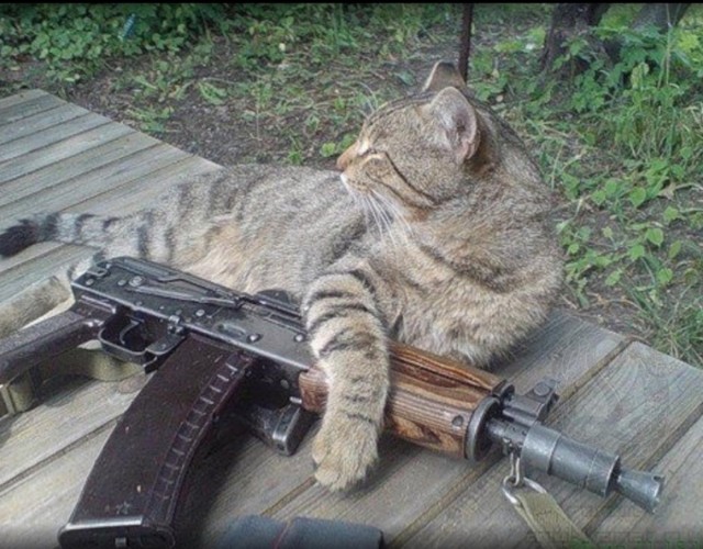 Война и Котики