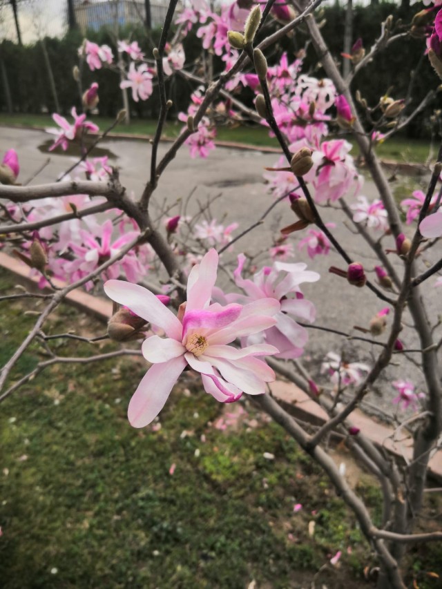 Весна в Узбекистане