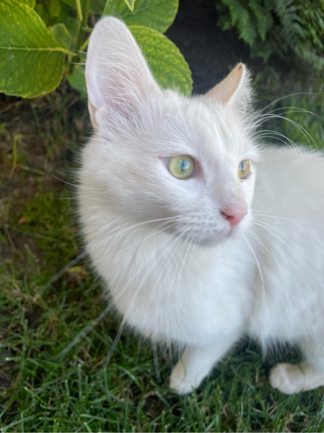 Ура! Котовторник.