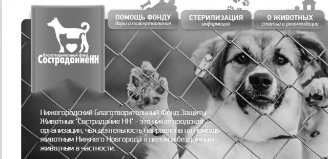 Нижегородец выкинул двух кошек рядом с приютом, потому что там отказали взять их на передержку