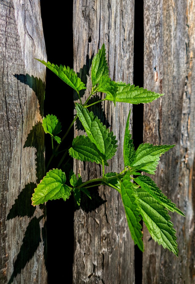 Моя мобильная фотография