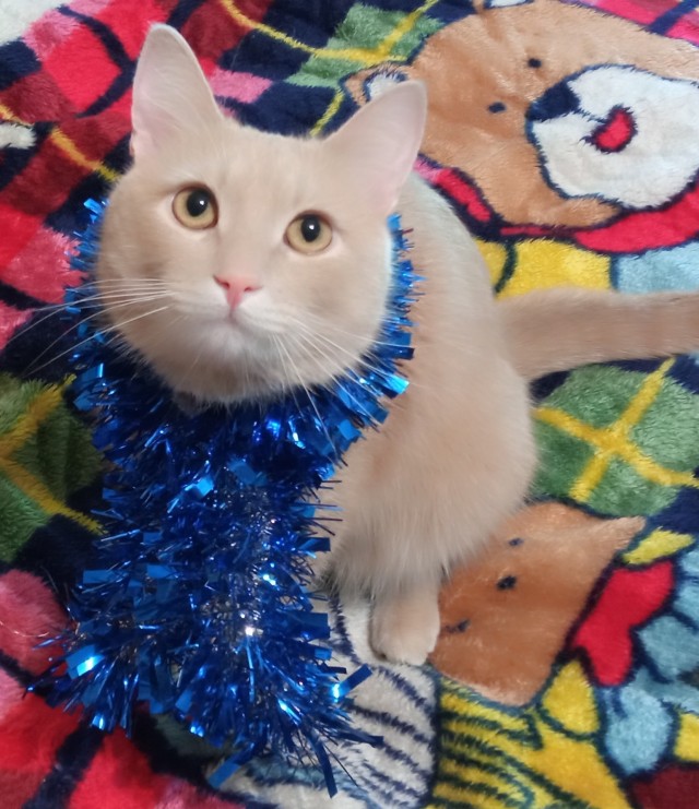 Сегодня всемирный день кошек!