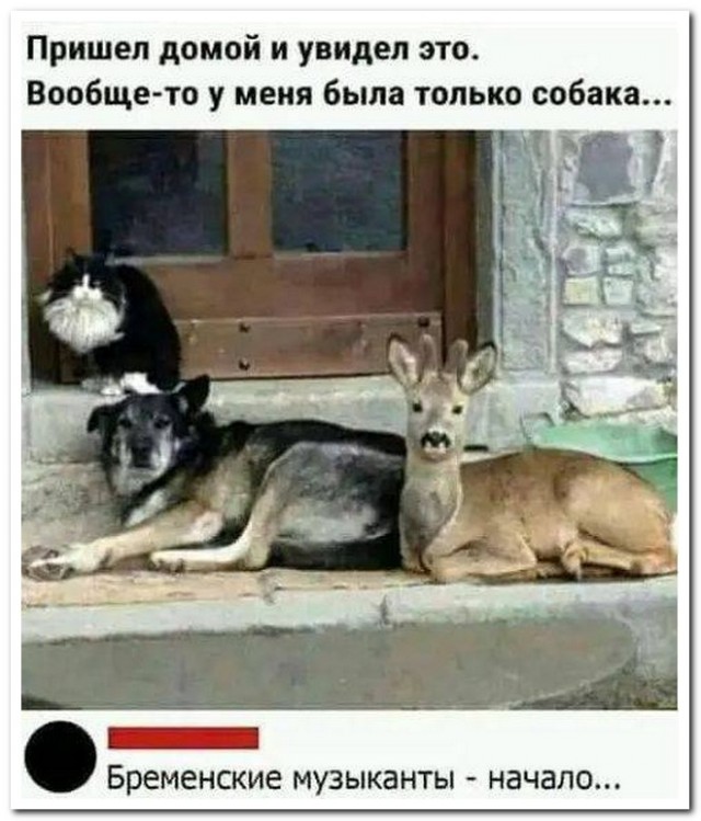 Забавные комментарии из социальных сетей (17.04.23)