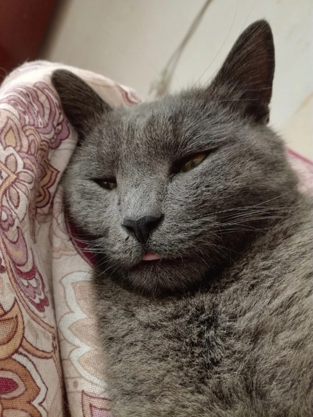 К котовторнику, 17 лет стукнуло меховому