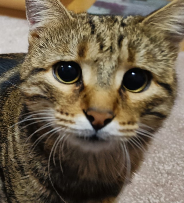 С котовторником ЯПовцы