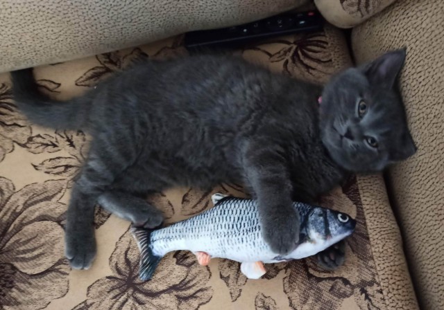 Всех с котовторником