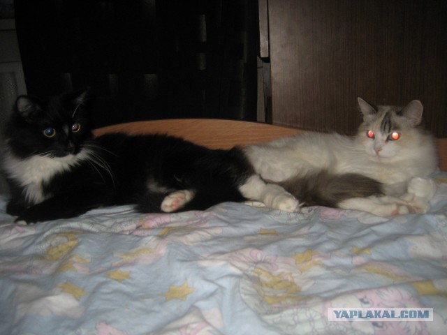 Котовторник 21.05.2013